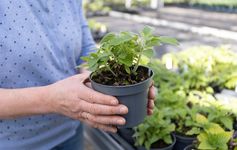 Kräutertage Zwei Hände halten einen Topf mit Kräutern.