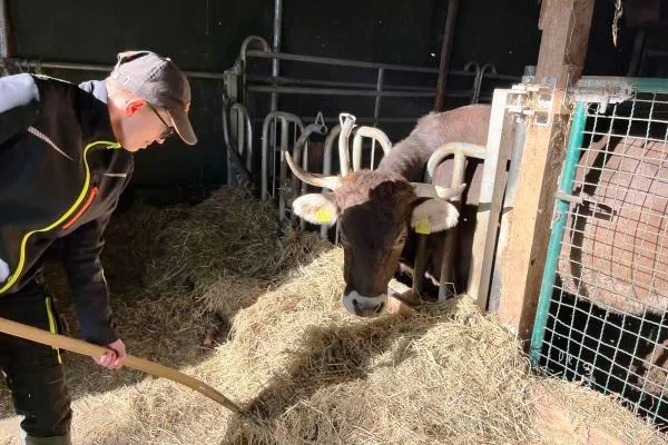 Ein tierisches (Arbeits-) Vergnügen Das Bild zeigt eine junge Frau in einem Stall beim Füttern der Kühe mit Heu