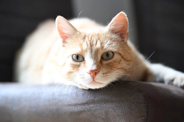 Das Bild zeigt eine ruhende Katze