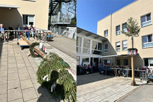 Das Foto zeigt den liegenden und stehenden Maibaum.