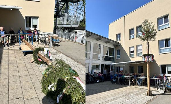 Das Foto zeigt den liegenden und stehenden Maibaum.