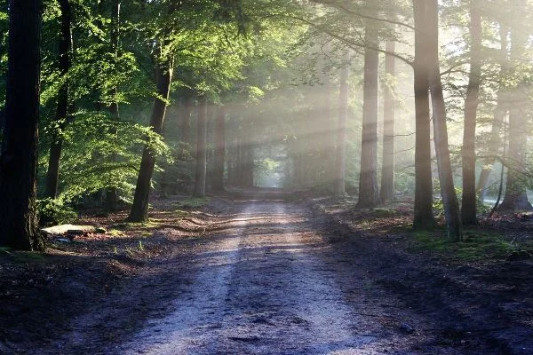 Das Bild zeigt einen Waldweg mit Lichteinfall