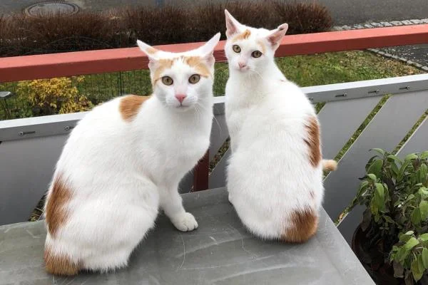 Das Bild zeigt zwei weiß-braune-Katzen auf einem Balkontisch