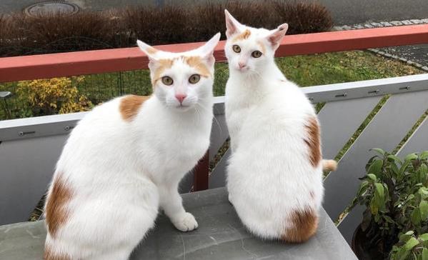 Das Bild zeigt zwei weiß-braune-Katzen auf einem Balkontisch