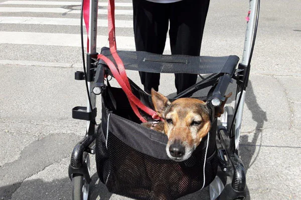 Das Bild zeigt einen Rollator in dem ein Hund sitzt