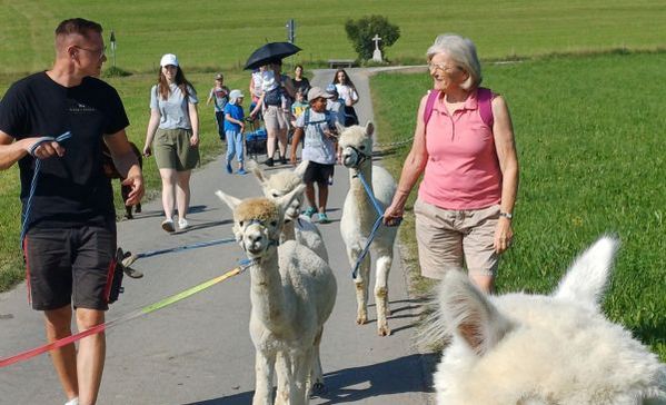 Menschen wandern gemeinsam mit Alpakas