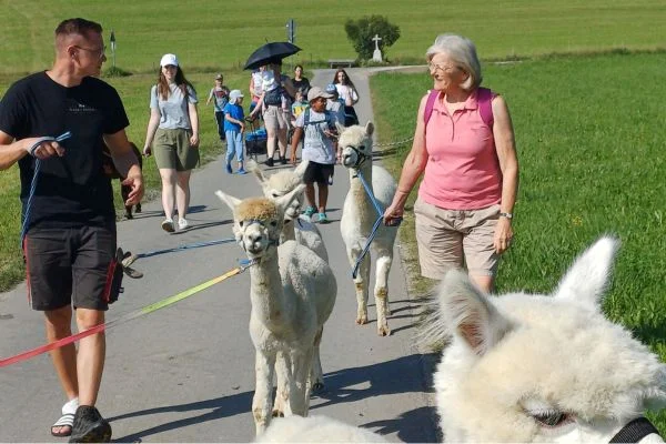 Menschen wandern gemeinsam mit Alpakas