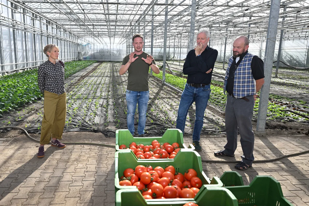 5.000ster Naturland Betrieb in Deutschland Vier Personen stehen in einem Gewächshaus vor Kisten voller Tomaten; eine Person spricht gestikulierend, die anderen hören zu. Reihen von Pflanzen und Bewässerungsschläuchen im Hintergrund.