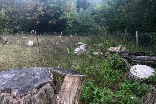 Projekt "Zunkunftsgrün" Das Bild zeigt eine Trockenwiese