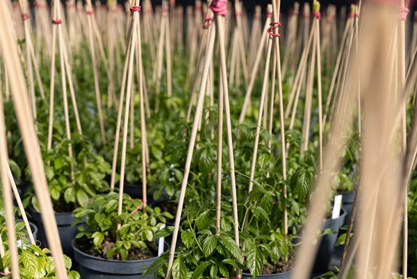 Beet- und Balkonblumen aller Arten und sonnenhungrige Jungpflanzen warten auf ihr ideales Plätzchen.