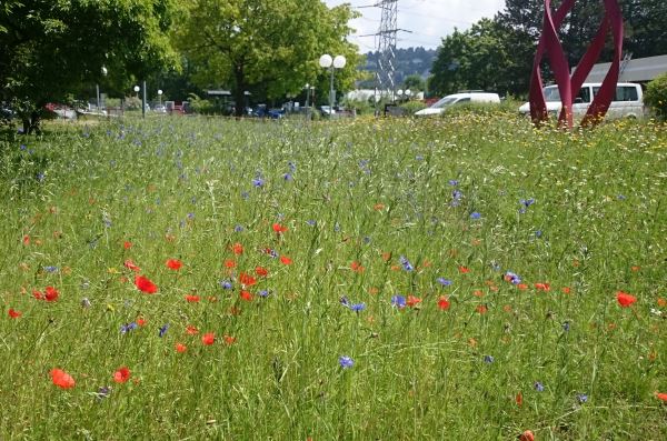 Naturnahes Firmengelände: Mit einem naturnah gestalteten Firmengelände möchte das Berufsbildungswerk in Ravensburg (BBW) Lebensräume für die heimische Tier- und Pflanzenwelt erhalten und damit dem Artensterben entgegenwirken. Mitarbeitende und Bewohner sollen für das Thema Biodiversität sensibilisiert werden.